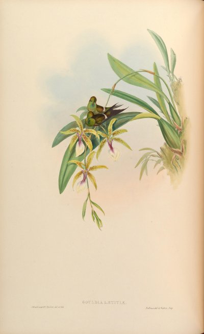 Gouldia laetitiae mit Oncidium hastilabium von John Gould